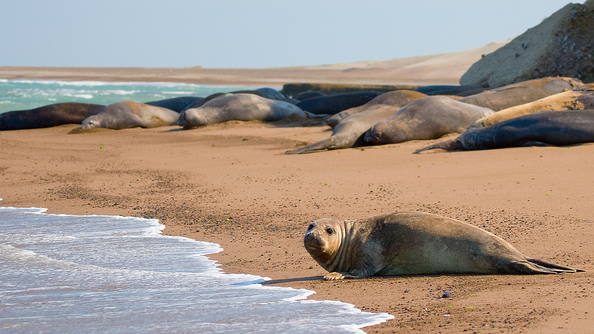 Península de Valdés Agencia de viajes y turismo Pura Vida.